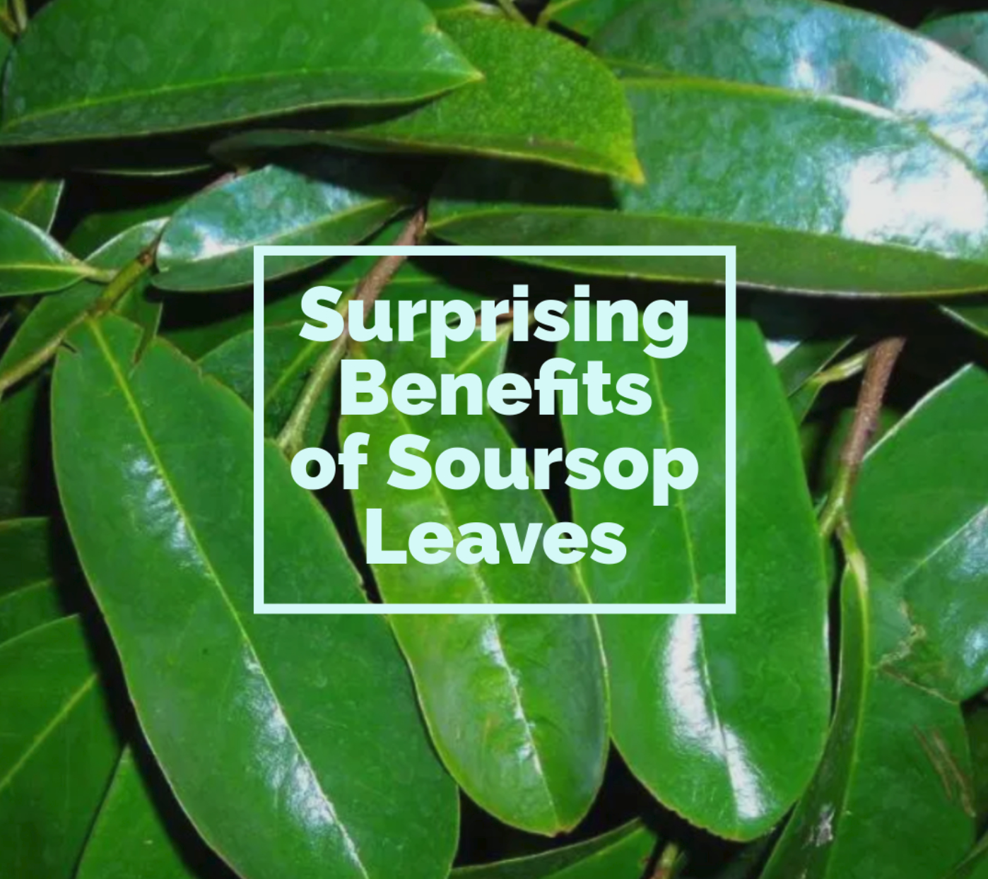 Health Benefits of Soursop leaf tea