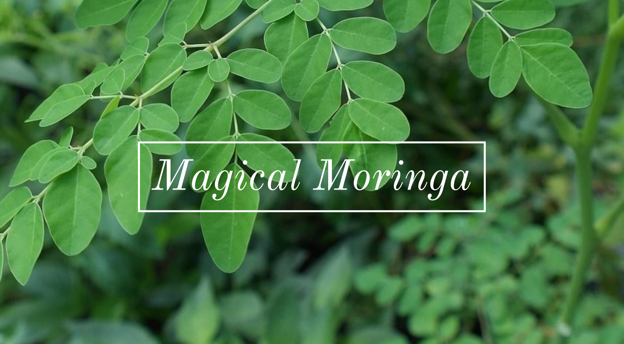 Moringa is known as the miracle tree